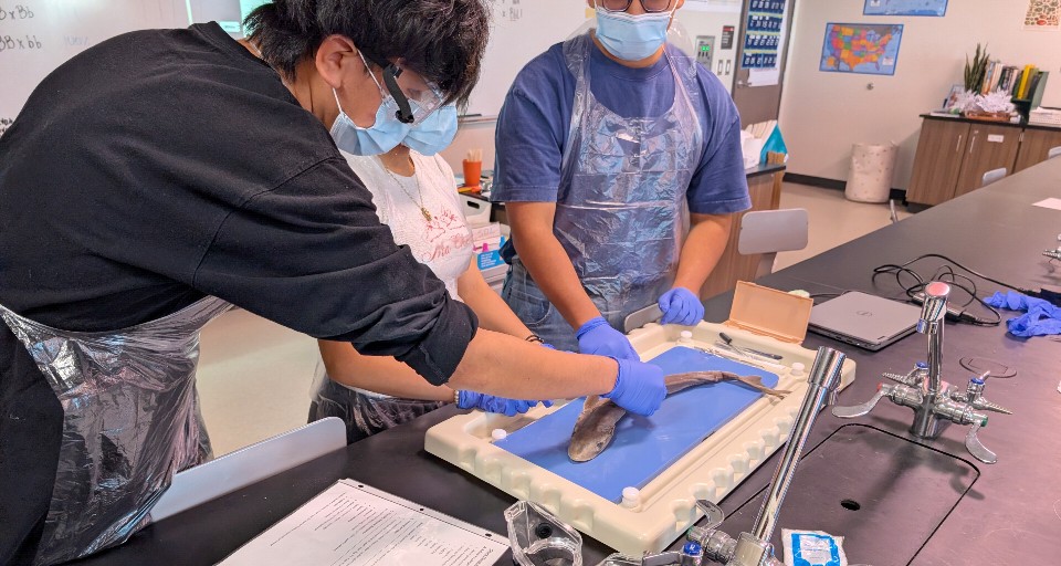 Students doing a shark dissection in science class